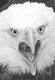 "Eagle Head Study"