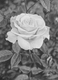 "Rose"
